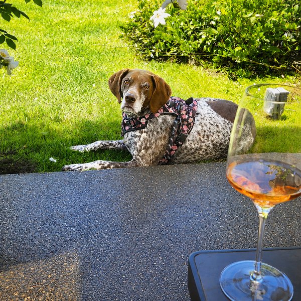 Leeor the Wine Dog, Chief of Dog-Friendly Research at Wino Notion