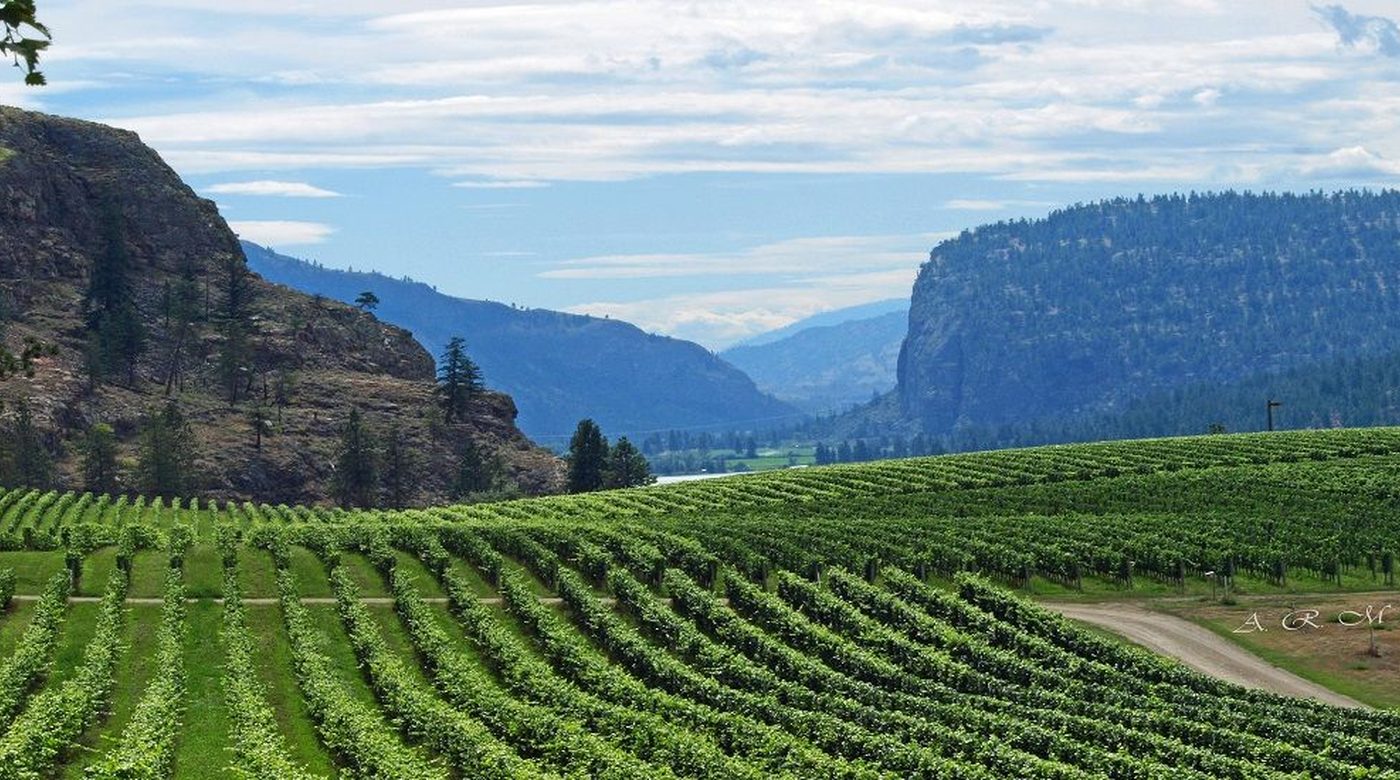 columbia valley vineyard landscape