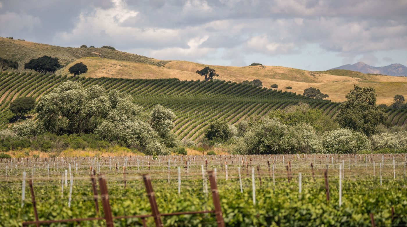 Dry Creek Valley vineyards