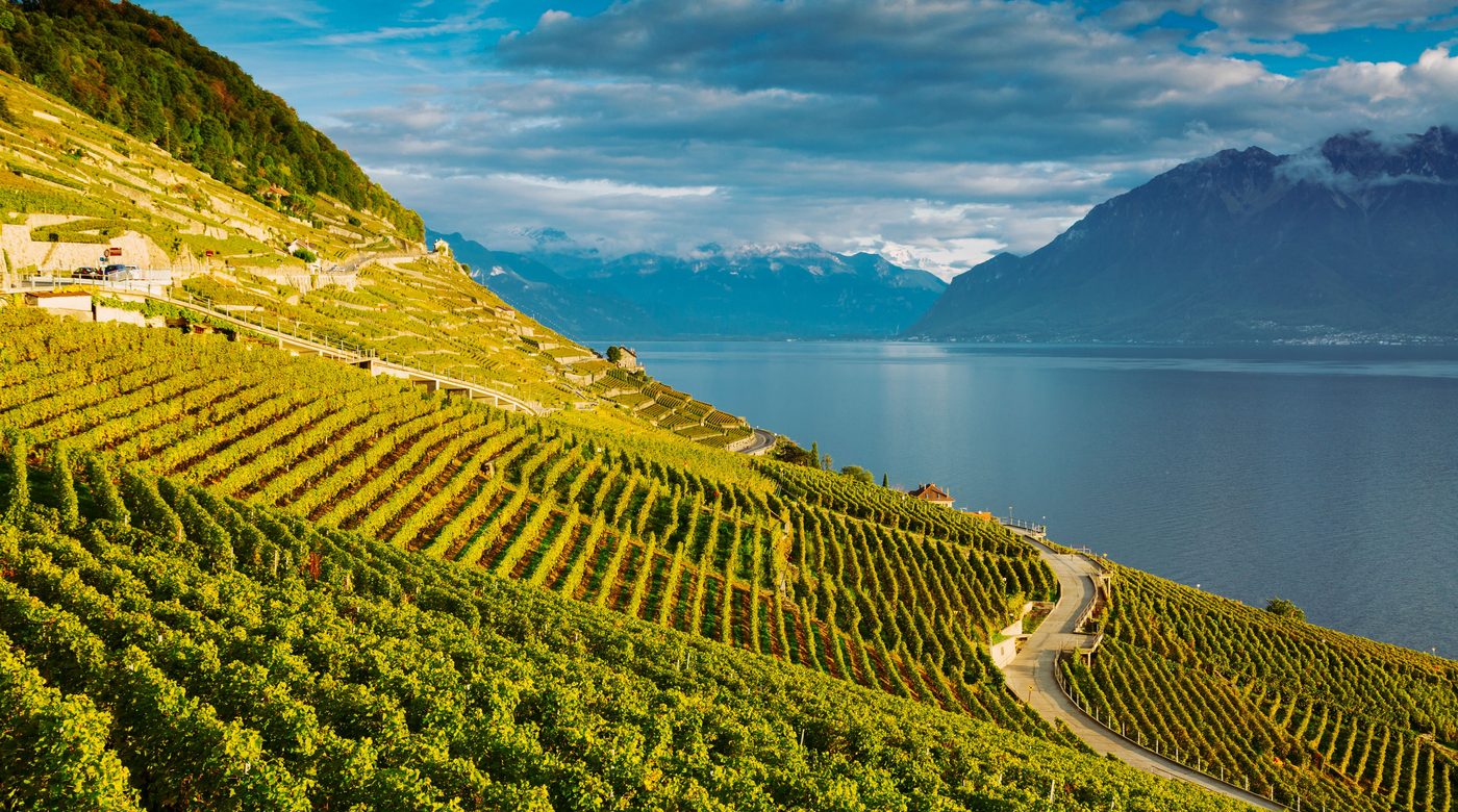 finger lakes vineyard landscape