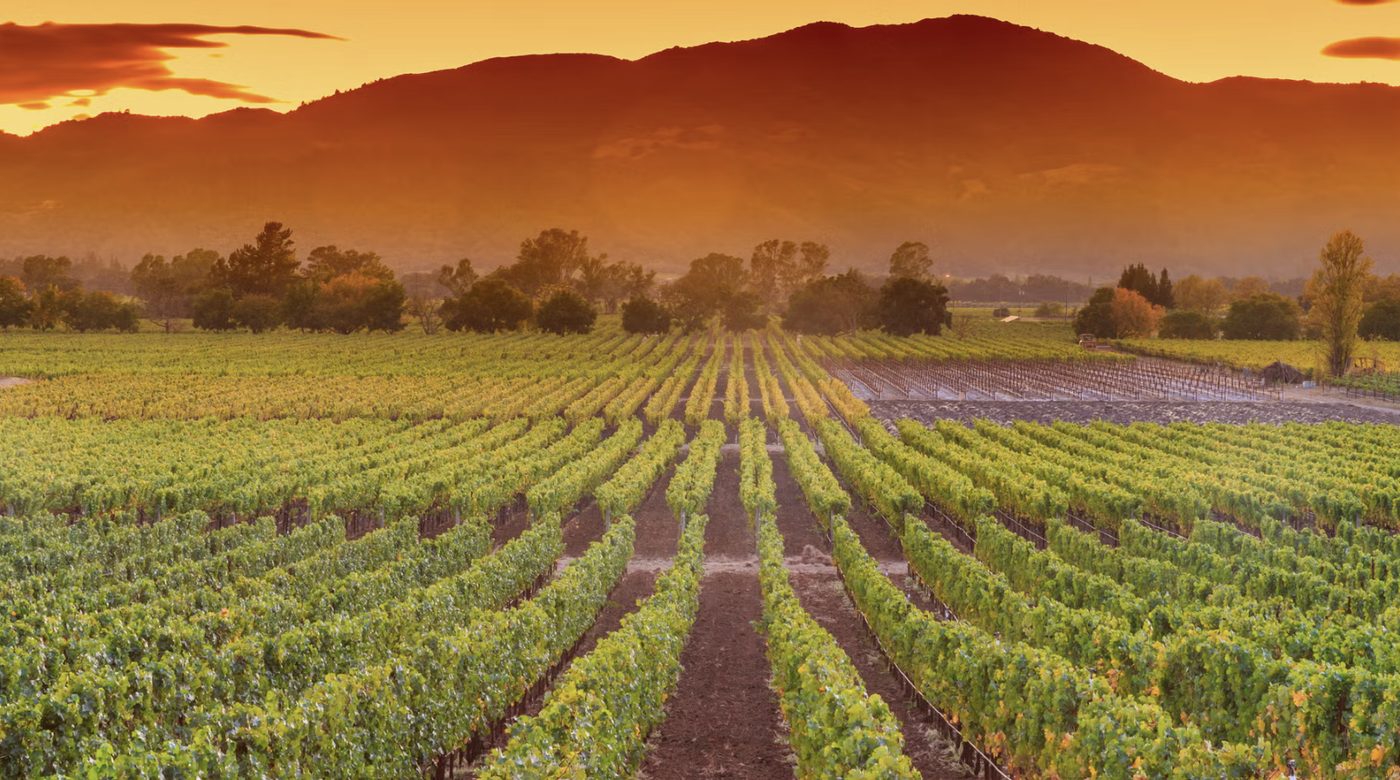 Napa Valley wine country