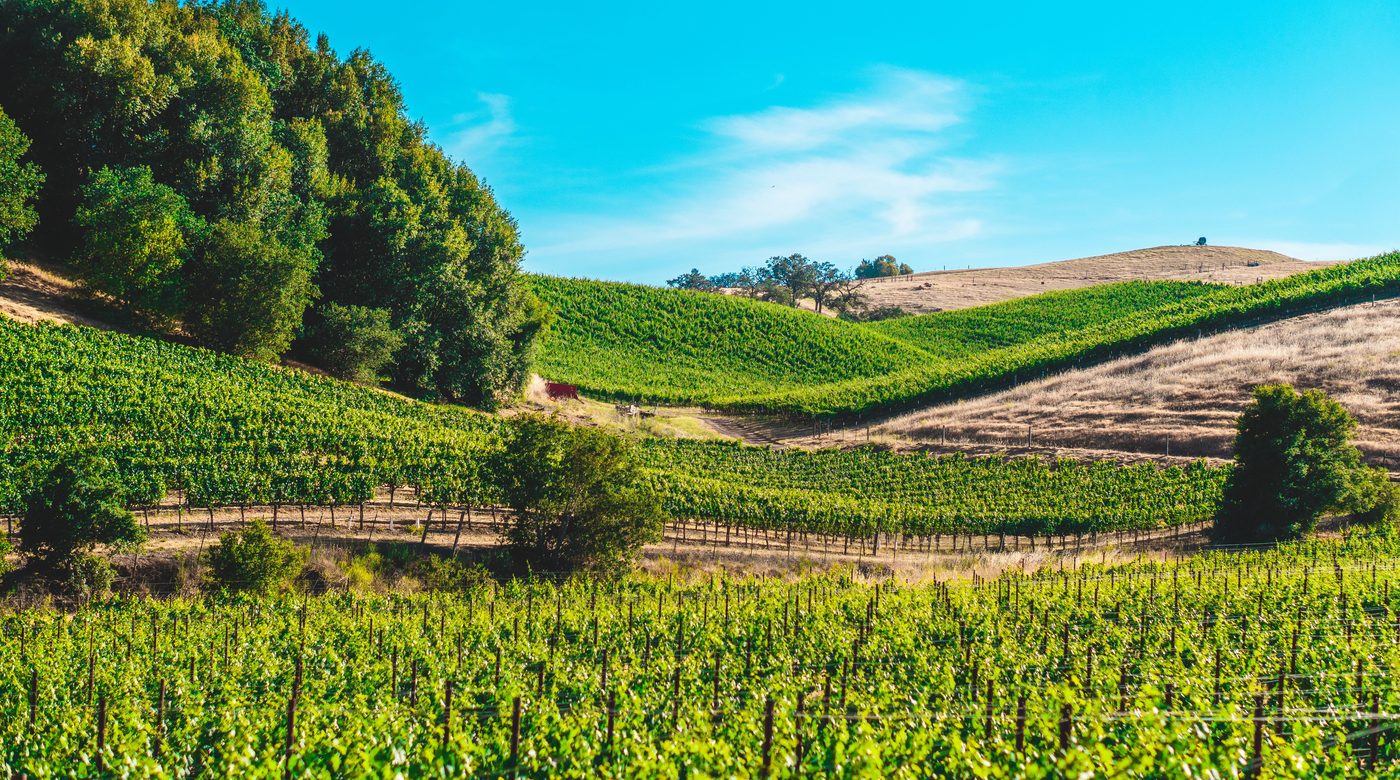 Russian River Valley vineyards under morning fog