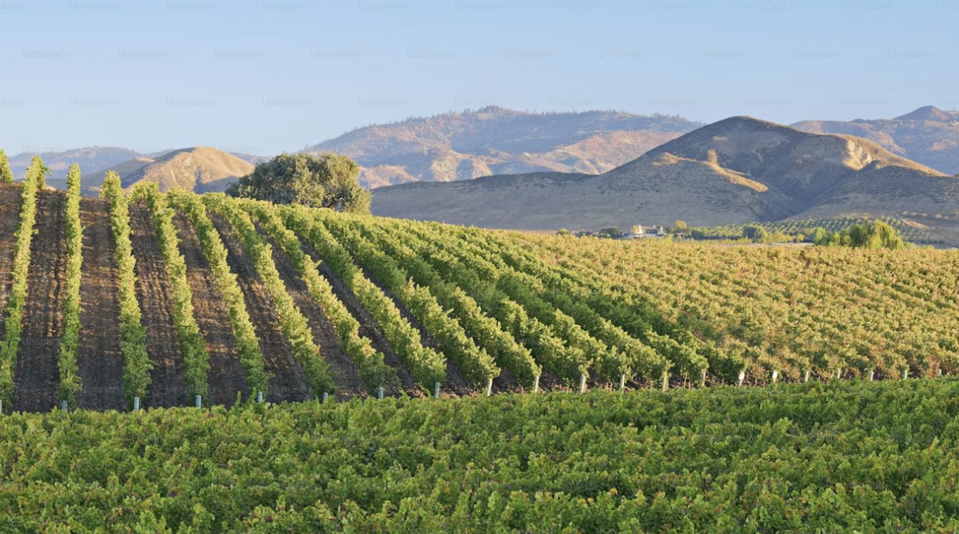 Sonoma County wine country