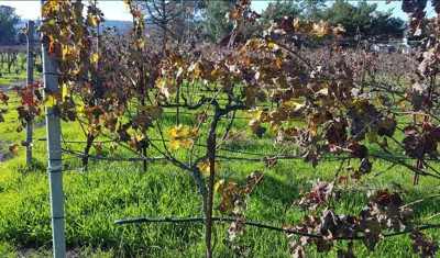 David Bruce Winery