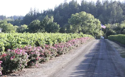 Andante Vineyard