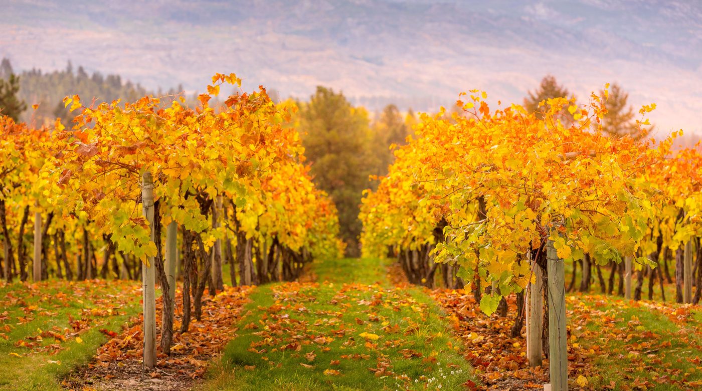 Willamette Valley vineyards in Oregon