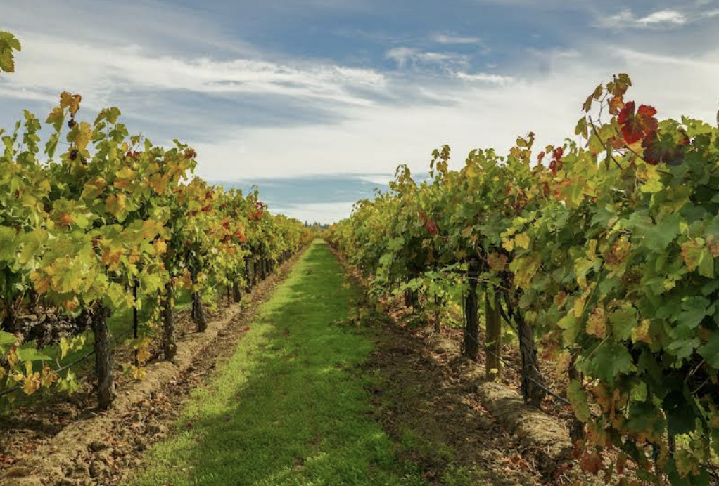 Tierra Roja Vineyards