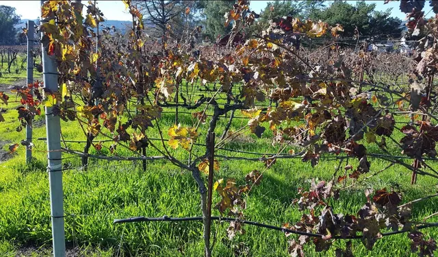 Livermore Valley