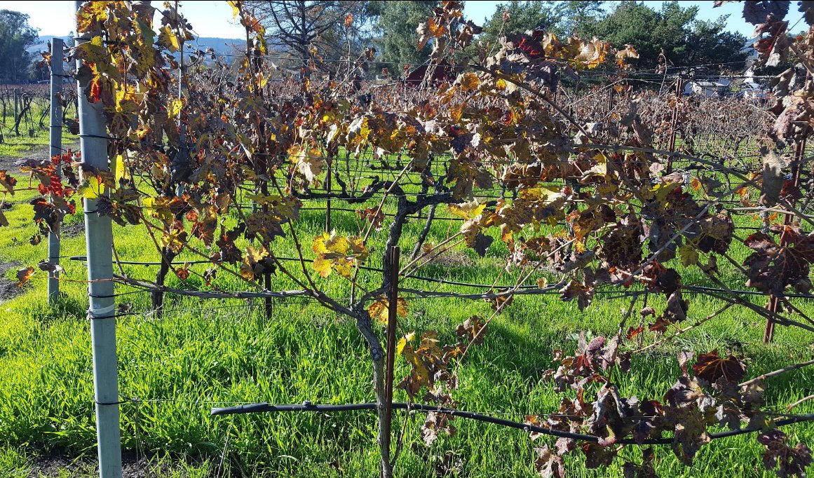 Alta Napa Valley