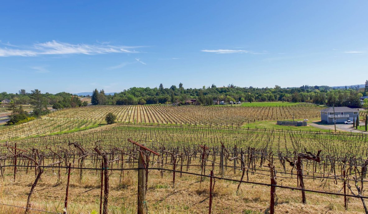 Thomas-Hsi Vineyards