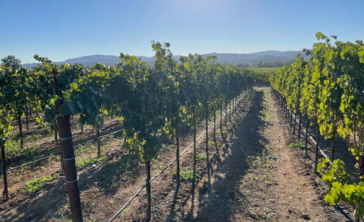 Annulus Cellars
