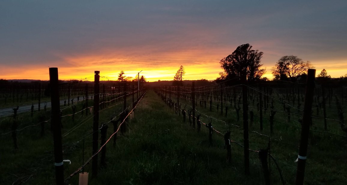 Vineyard 36